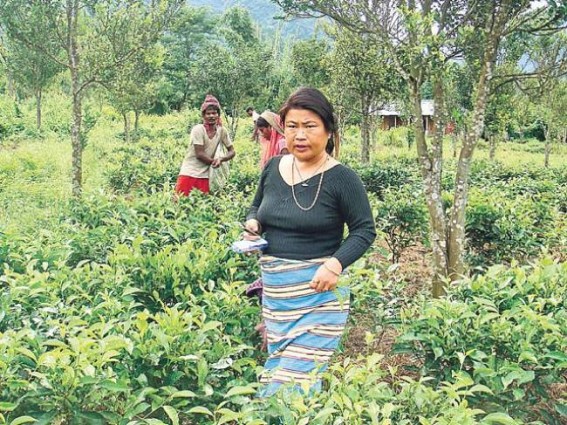 'Tea lady' inspires people to give up opium cultivation in Arunachal 'Tea lady' inspires people to give up opium cultivation in Arunachal